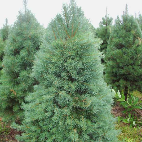 Fresh Cut Christmas Trees, Holiday Wreaths and Buckets Rosholt, WI